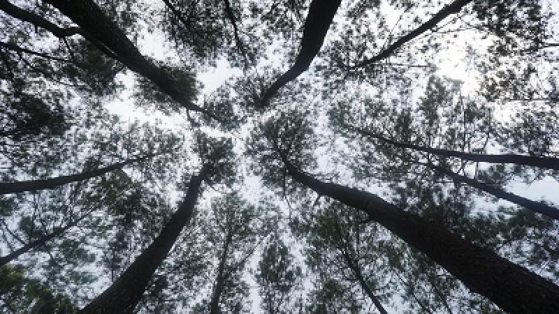 Hutan Pinus Puncak Becici
