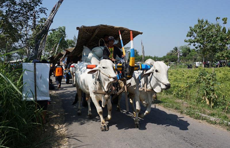 Gerobak Sapi di Prambanan Gerobak Sapi di Prambanan