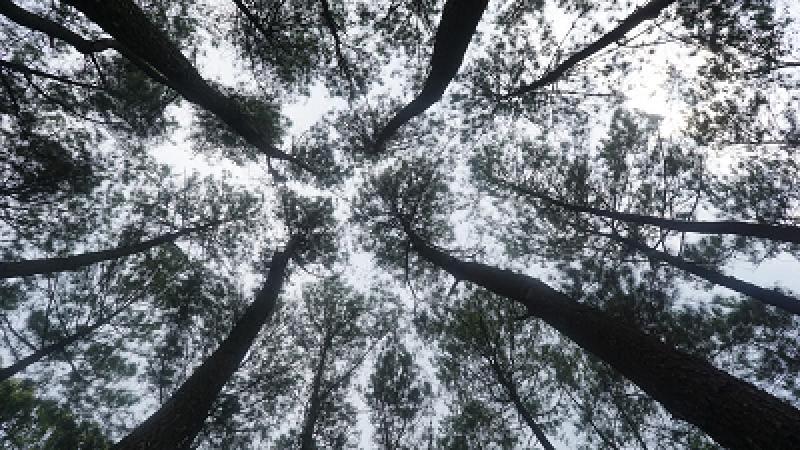 Hutan Pinus Puncak Becici Hutan Pinus Puncak Becici