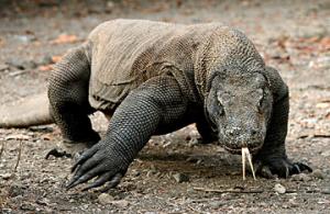 ﻿Komodo National Park: Into The Heart of The Dragons