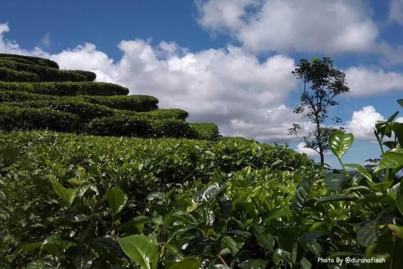 Nglinggo Tea Plantation – Green Paradise in the Menoreh Hills Nglinggo Tea Plantation – Green Paradise in the Menoreh Hills