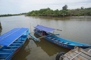 Hutan Mangrove Kulon Progo