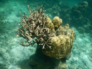 KARIMUNJAWA: Marine Adventure in the Java Sea