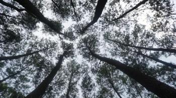 Hutan Pinus Puncak Becici Hutan Pinus Puncak Becici
