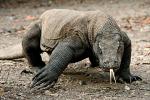 Komodo National Park: Into The Heart of The Dragons