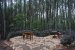 Hutan Pinus Mangunan Hutan Pinus Mangunan
